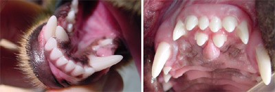 Supernumerary Teeth in dogs